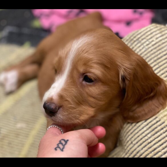 Golden Retriever - Both