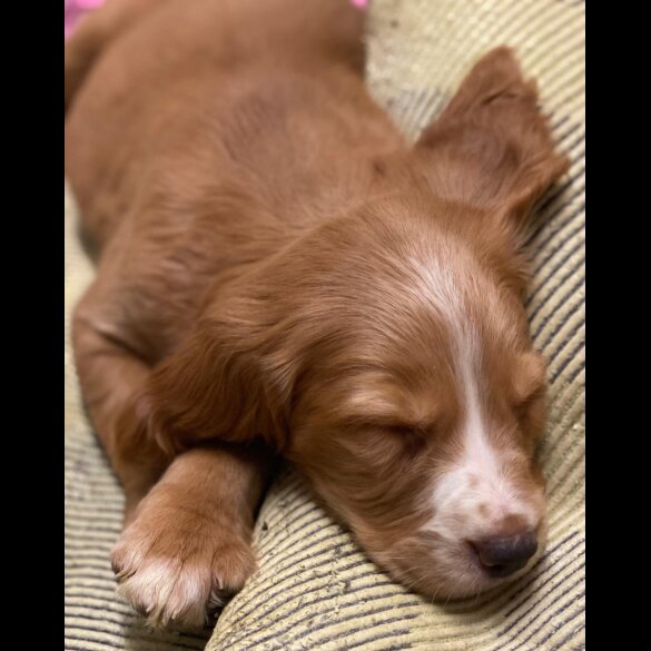Golden Retriever - Both