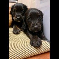 Golden Retriever - Both