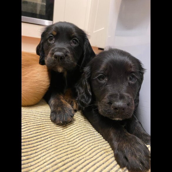Golden Retriever - Both