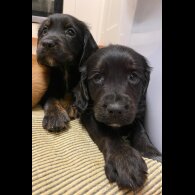 Golden Retriever - Both
