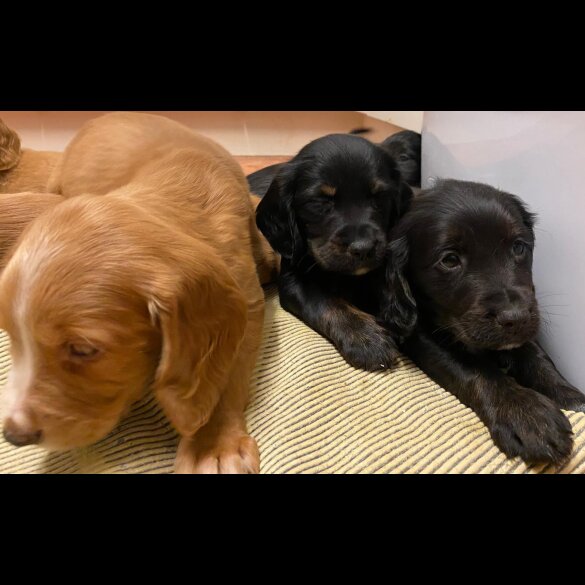 Golden Retriever - Both