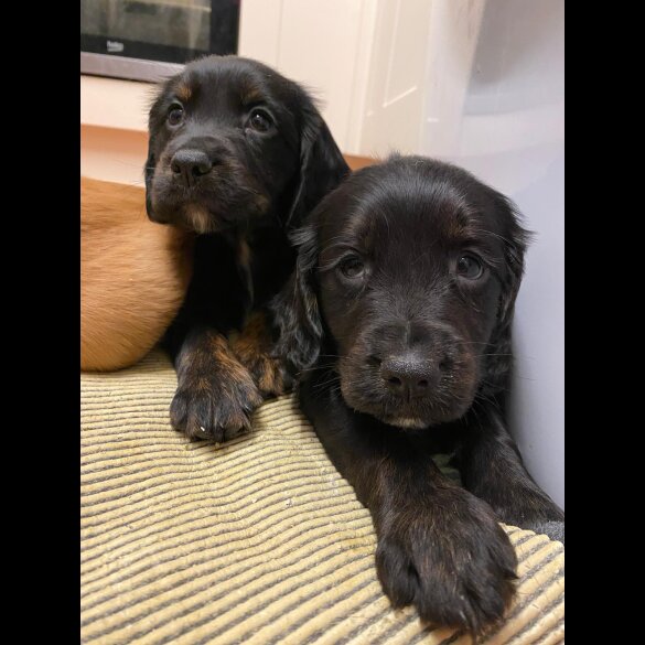 Golden Retriever - Both