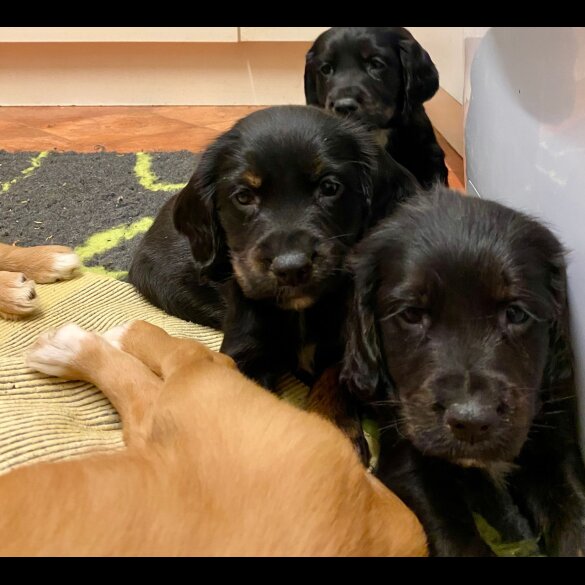 Golden Retriever - Both