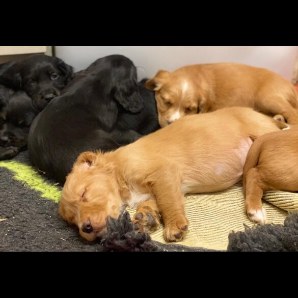 Golden Retriever - Both