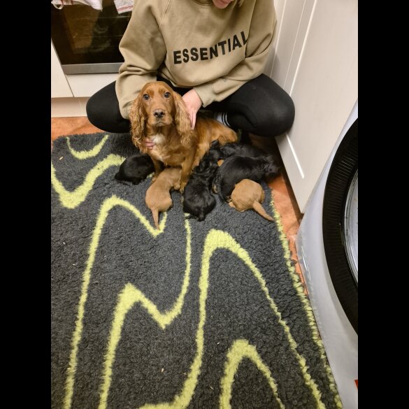 Golden Retriever - Both