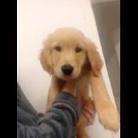Golden Retriever - Both