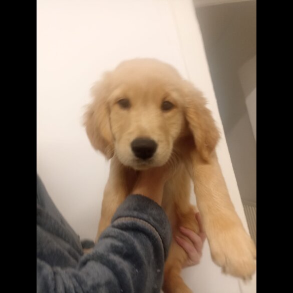 Golden Retriever - Both