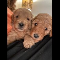 Goldendoodle - Both