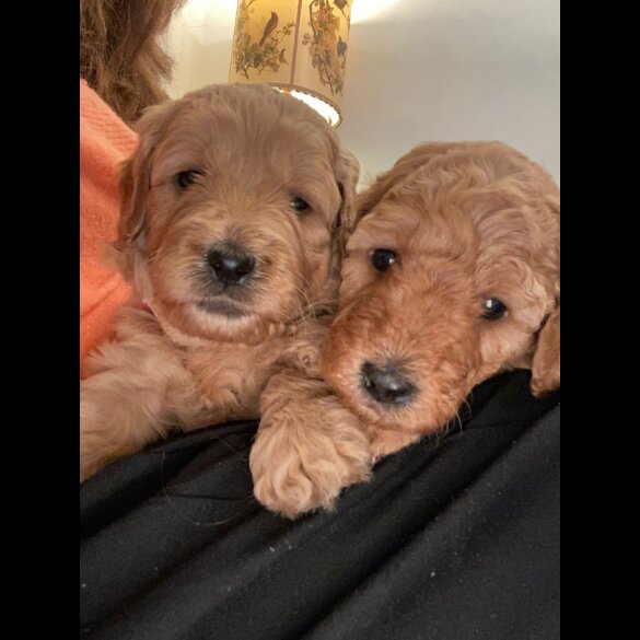 Goldendoodle - Both