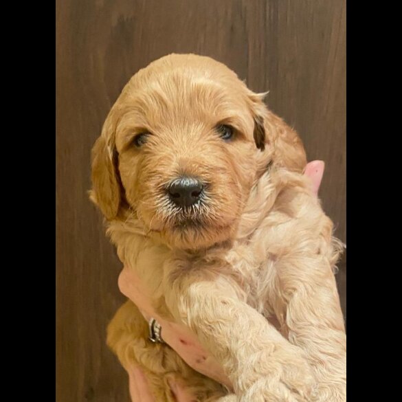 Goldendoodle - Both