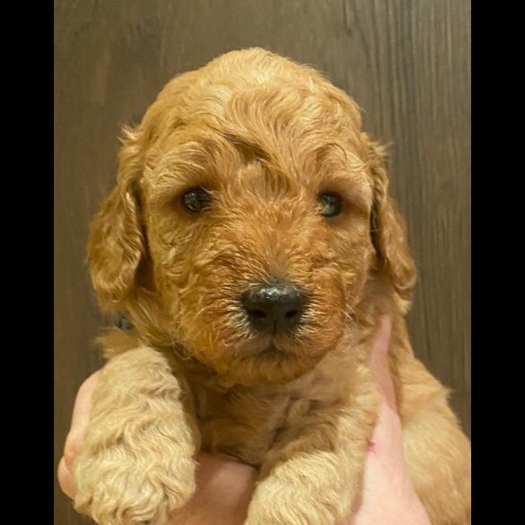 Goldendoodle - Both