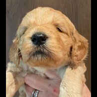 Goldendoodle - Both
