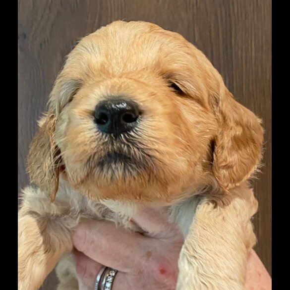 Goldendoodle - Both