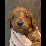 Goldendoodle - Both