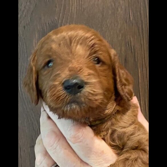 Goldendoodle - Both