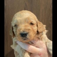 Goldendoodle - Both