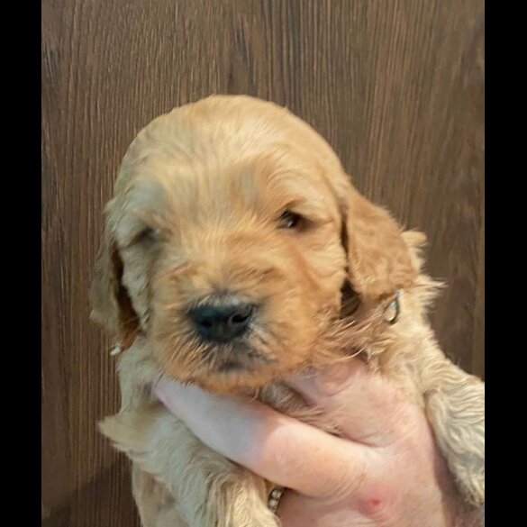 Goldendoodle - Both