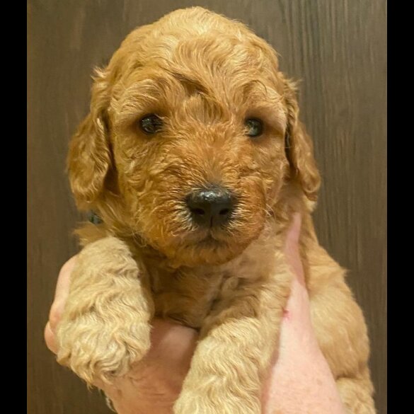 Goldendoodle - Both