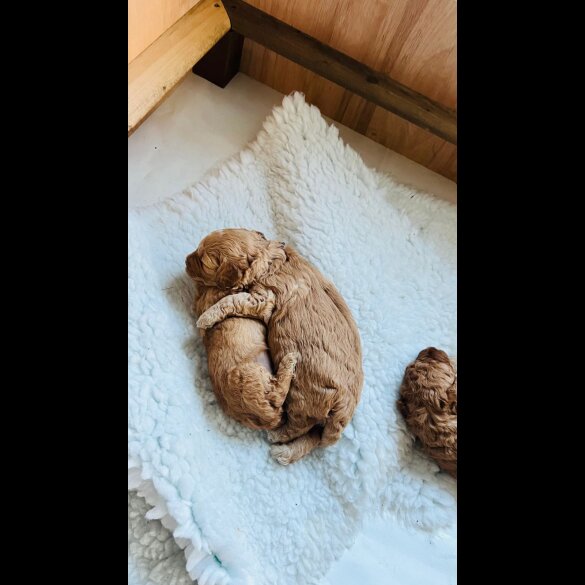 Goldendoodle - Both