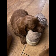 Goldendoodle - Both