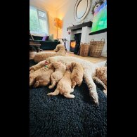 Goldendoodle - Both