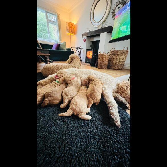 Goldendoodle - Both