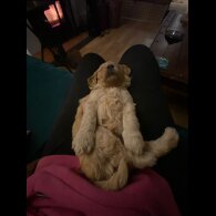 Goldendoodle - Both