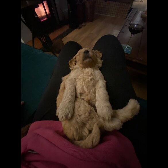 Goldendoodle - Both