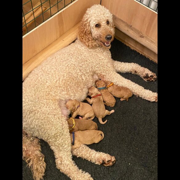 Goldendoodle - Both