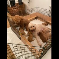 Goldendoodle - Both