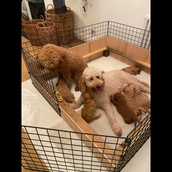 Goldendoodle - Both