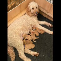 Goldendoodle - Both