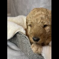 Goldendoodle - Both