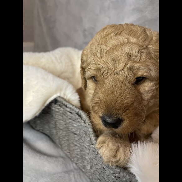Goldendoodle - Both