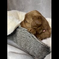 Goldendoodle - Both