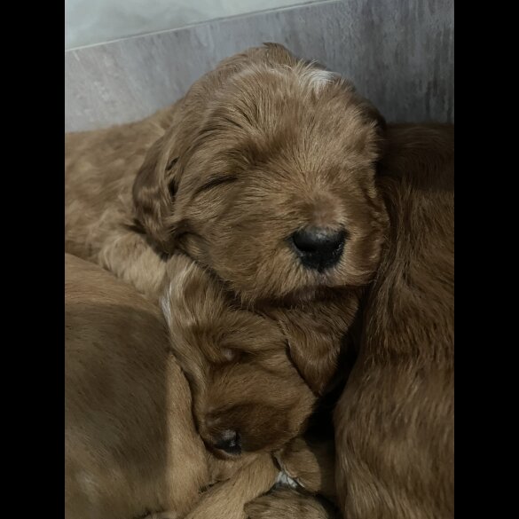 Goldendoodle - Both