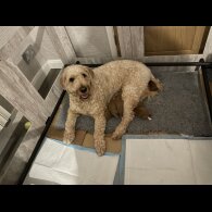 Goldendoodle - Both