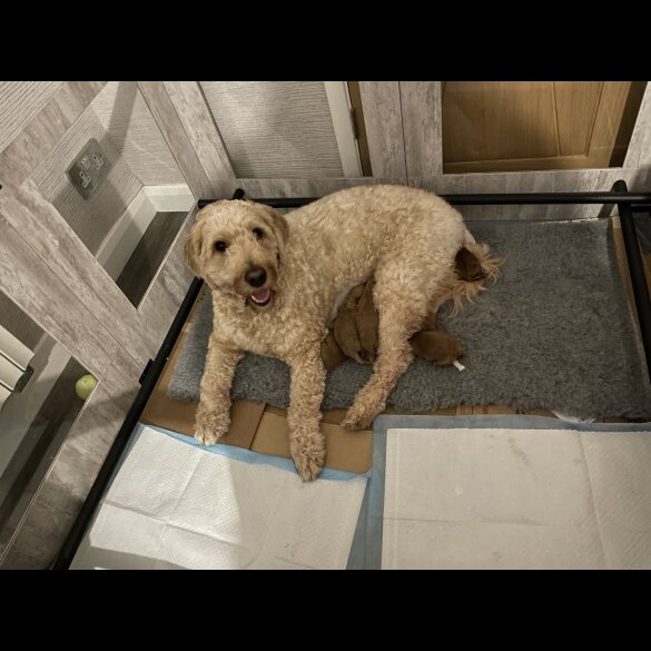 Goldendoodle - Both