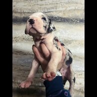 Great Dane - Both
