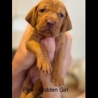 Hungarian Vizsla - Both