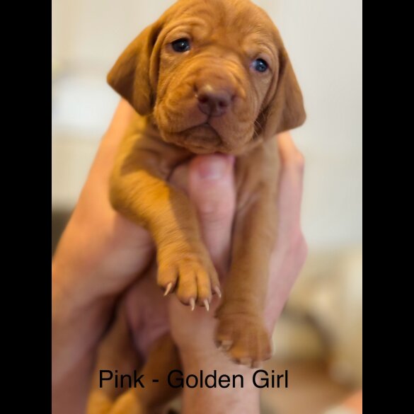 Hungarian Vizsla - Both