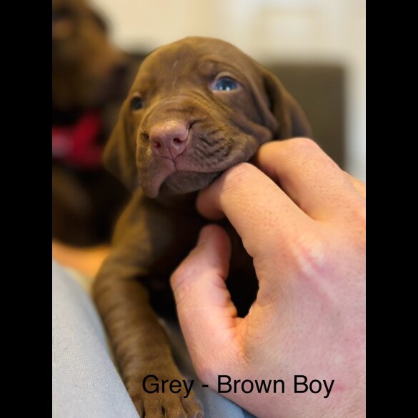 Hungarian Vizsla - Both