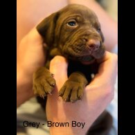 Hungarian Vizsla - Both