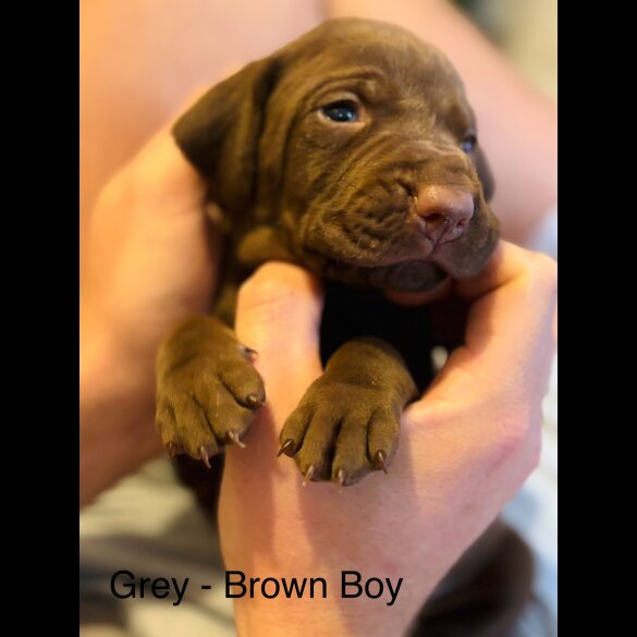Hungarian Vizsla - Both