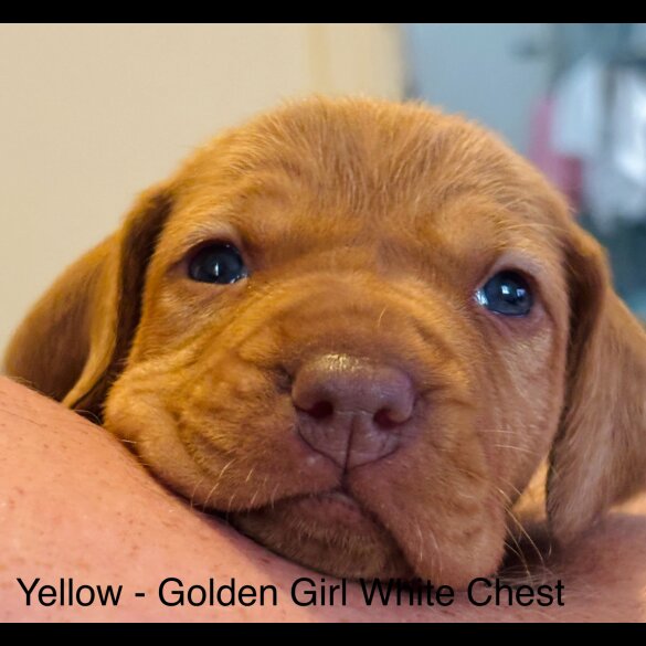 Hungarian Vizsla - Both