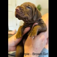 Hungarian Vizsla - Both