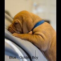 Hungarian Vizsla - Both