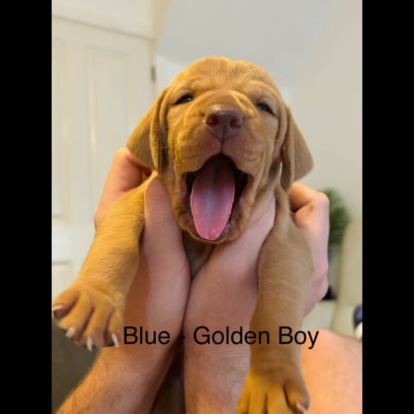 Hungarian Vizsla - Both