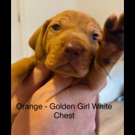 Hungarian Vizsla - Both